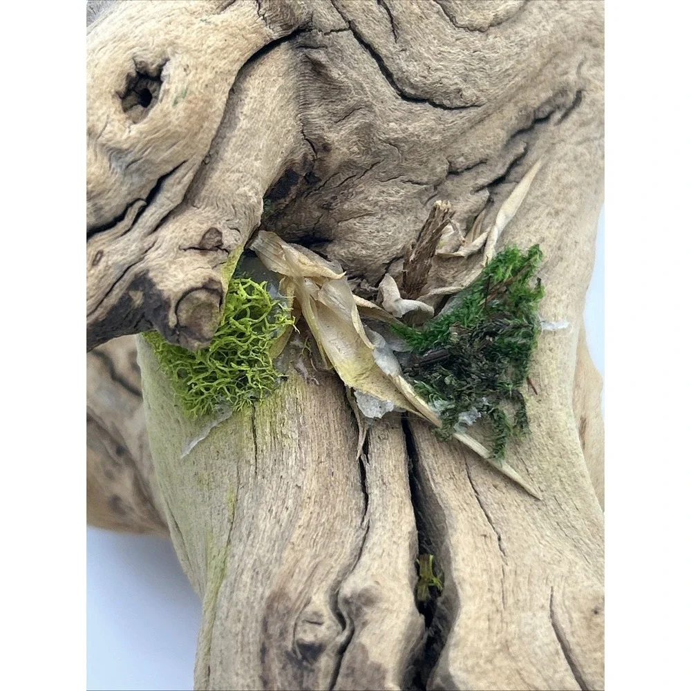Nature Scapes Grapewood reptiles Or Airplants‎ 14x6 natural stump decor